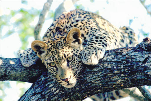 Leopard,%20Kruger%20National%20Park[1]