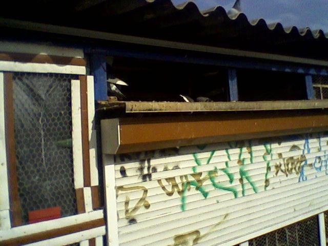 Fotografii-0017Mgpta - Copy (3) - Porumbeii mei calatori