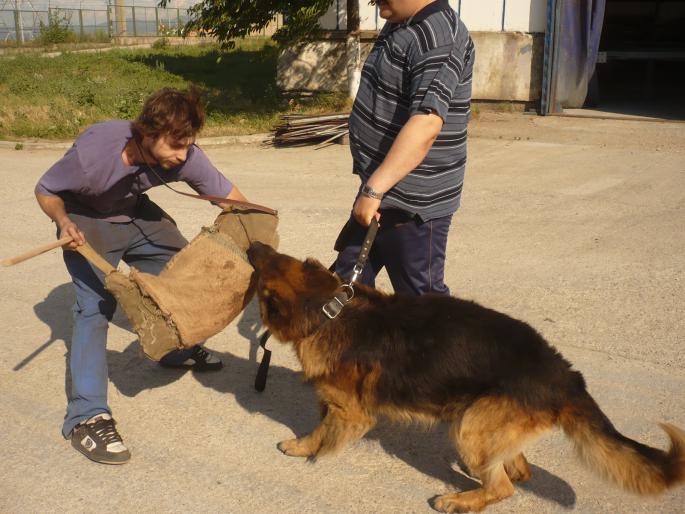 brutus.; muscatura adanca.
