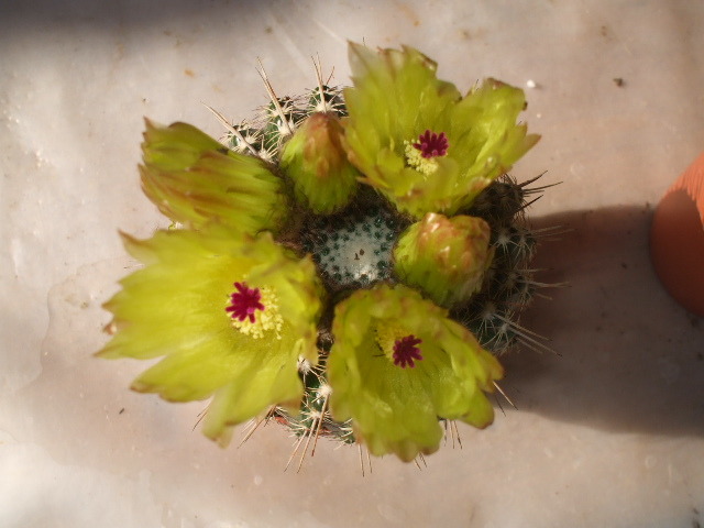 Picture 174 - cactusii mei