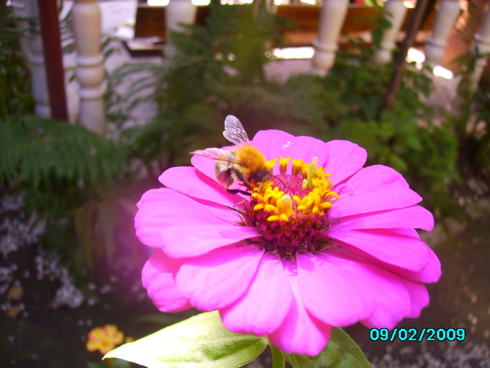 IMG_8608 - insecte si flori