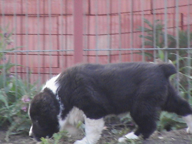 poze 04.05.2009 121