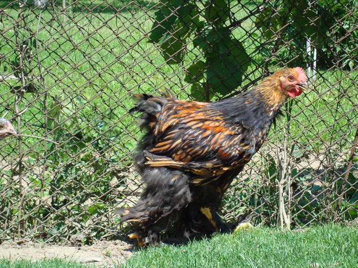 DSC03145 - Cochinchina Auriu