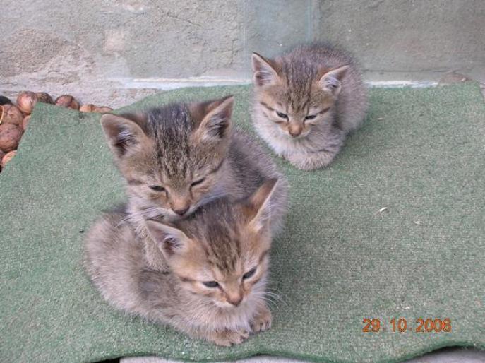 DSCN9278 - pisici din 2006