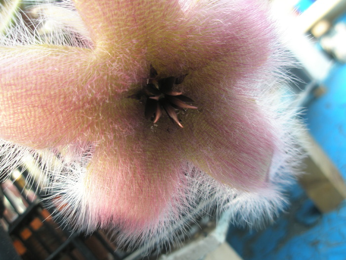 Stapelia grandiflora - tot floare - Asclepidiacee 2009