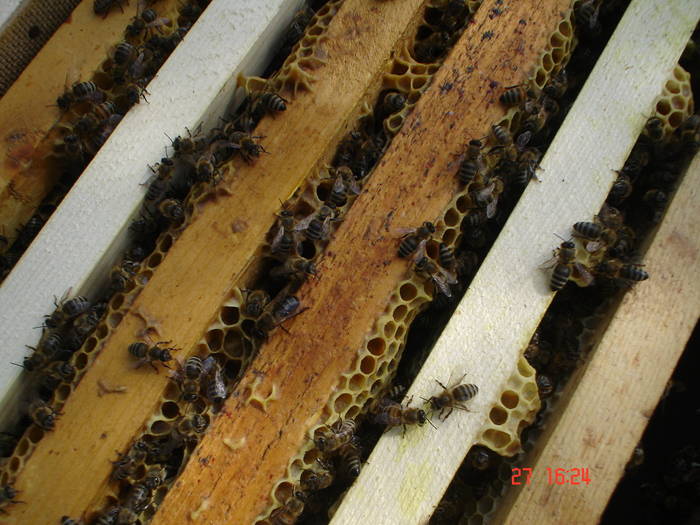 DSC05915 - albine alte noutati