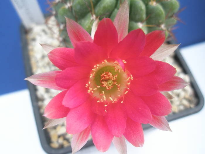 Lobivia pentlandii - floare