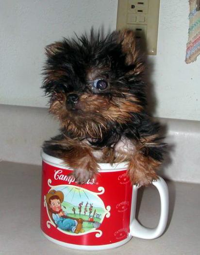 mititel in cescutza - animale