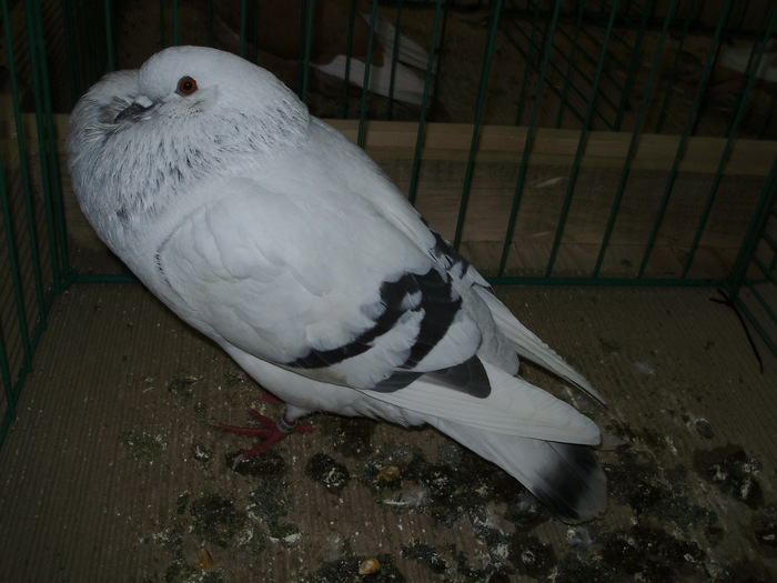 8752 cg 1 - 1507 partea 3b