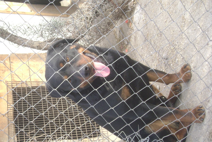 Picture 029 - ROTTWEILER