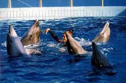 36 - poze cu delfini