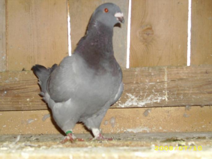 femela 2007 - porumbei voiajori americani si standard romanesc