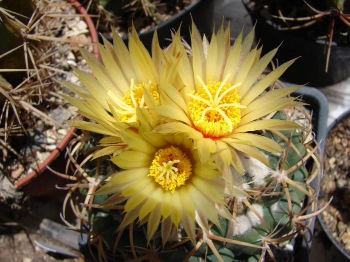 Coryphanta sulcolanata - Cactusi la Mangalia