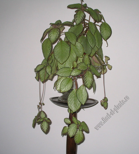 episcia green aga 9 - EPISCIA