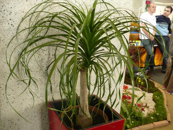 P1010475 - Pitesti 19 aprilie 2008 - II