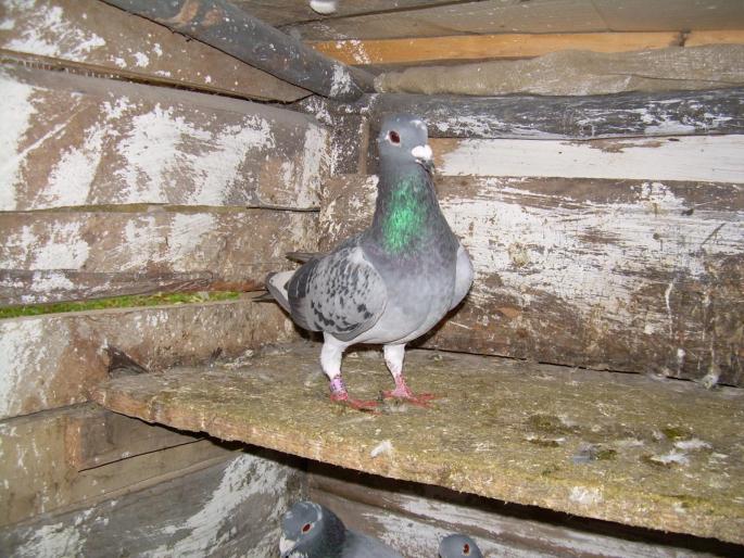 Porumbeii mei(28-10-2007) 00