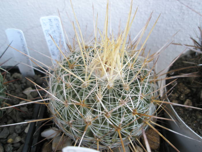 Echinofossulo multicostatus - de la BB - Echinofossulocactus