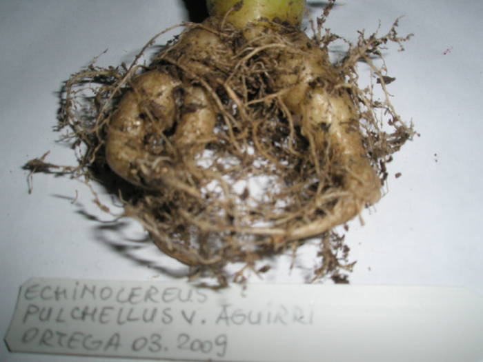 Echinocereus pulchellus v. aguirri - RADACINI de cactus