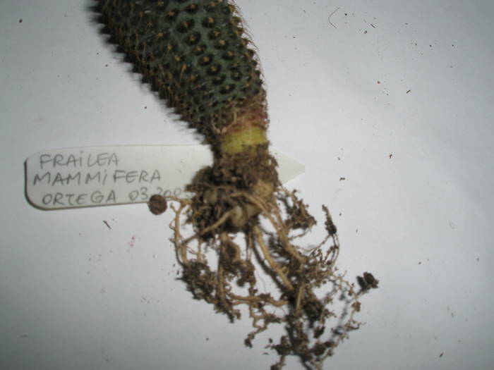 Frailea mammifera - RADACINI de cactus