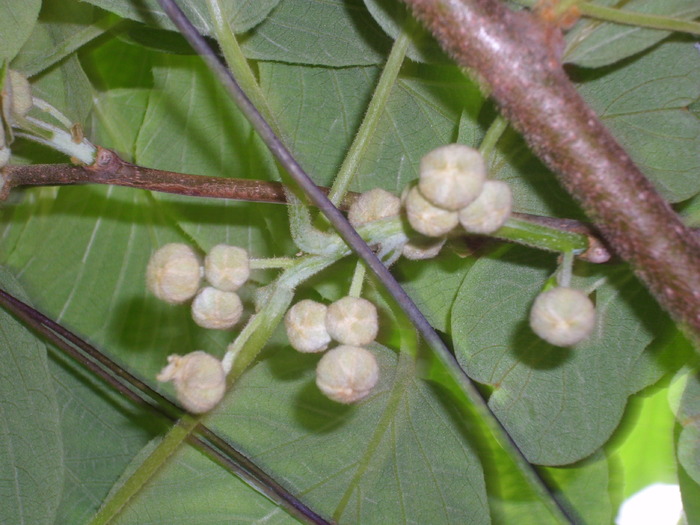 DSCI0275 - flori de kiwi