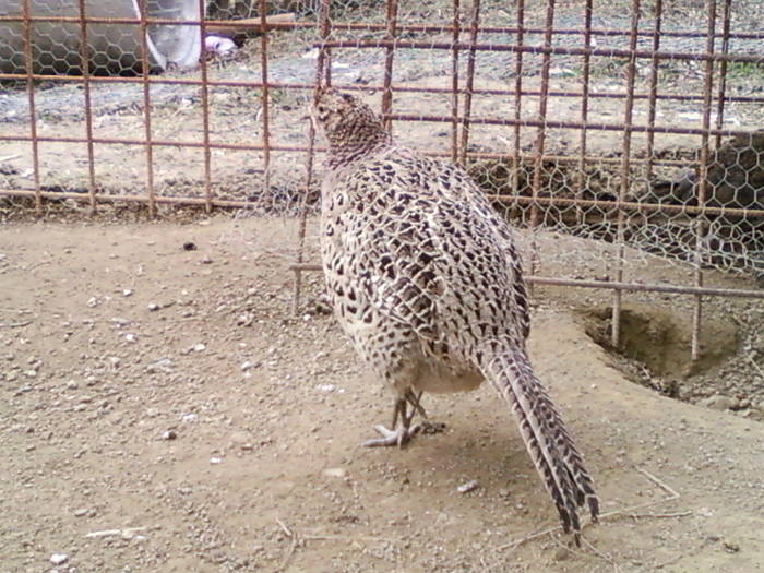 femela