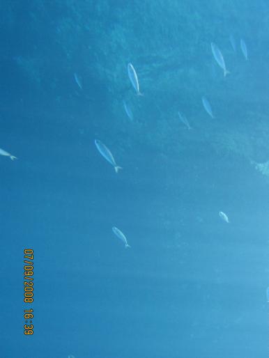 IMG_0539 - 2008 - corfu