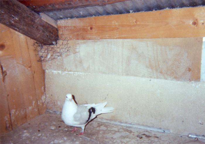 Cafenia coada-alba - porumbei din 1993-1995