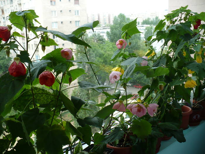 P1120781 - ABUTILONI