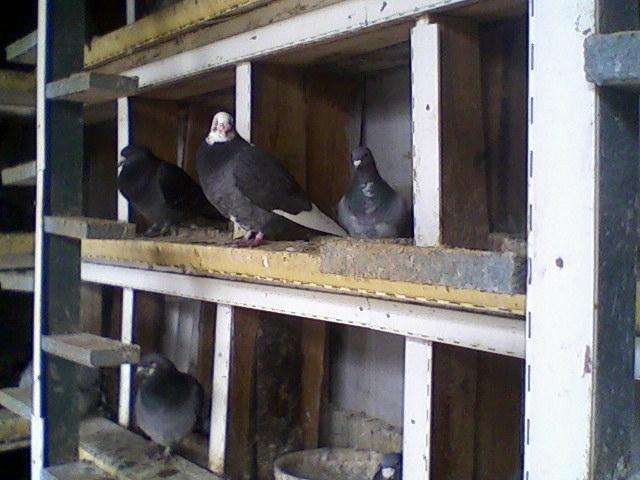 Fotografii-0031Tjam - Copy (2) - Porumbeii mei calatori