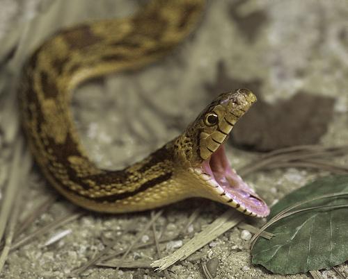 amazing-snake-pictures9[1] - serpi