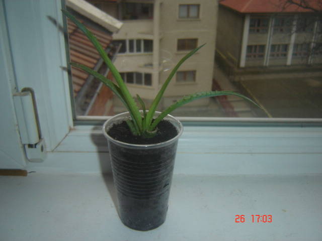 aloe - florile mele