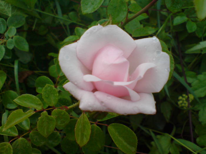 DSC01963 - Trandafiri