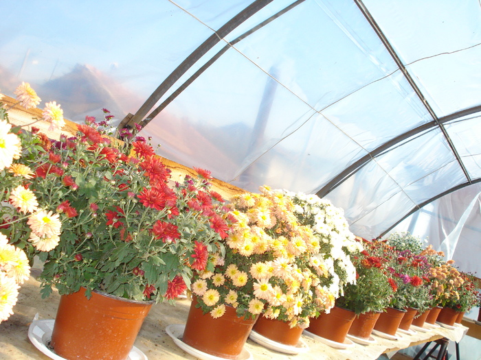 SERA VECINEI NOASTRE