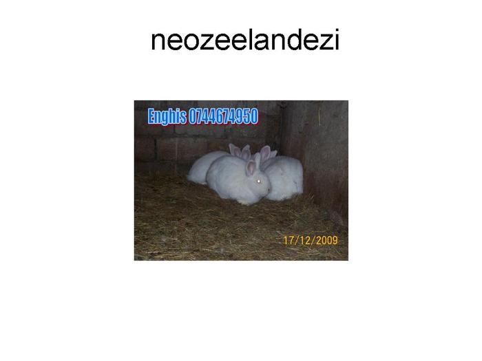 neozeelandezi - S-au vandut 09 02 2010