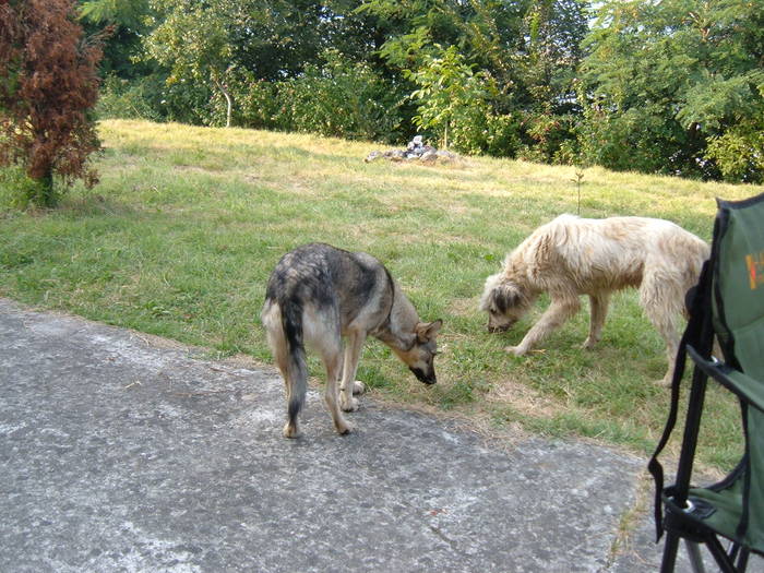 vulpita si creata