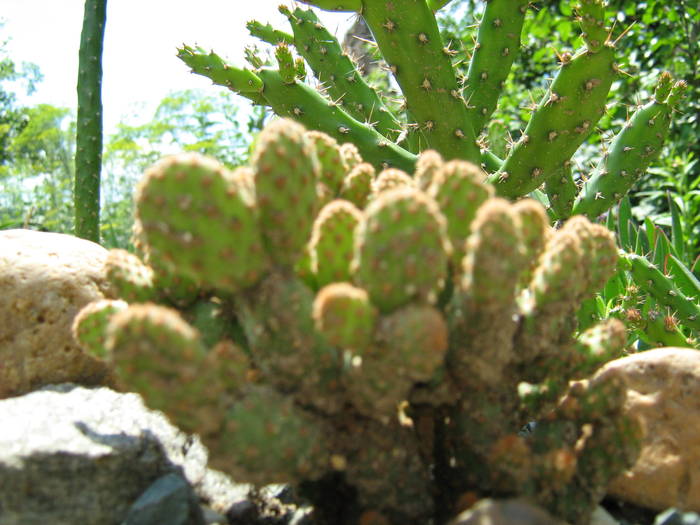 IMG_8690 - Cactusi la mosie 27 iunie 2009