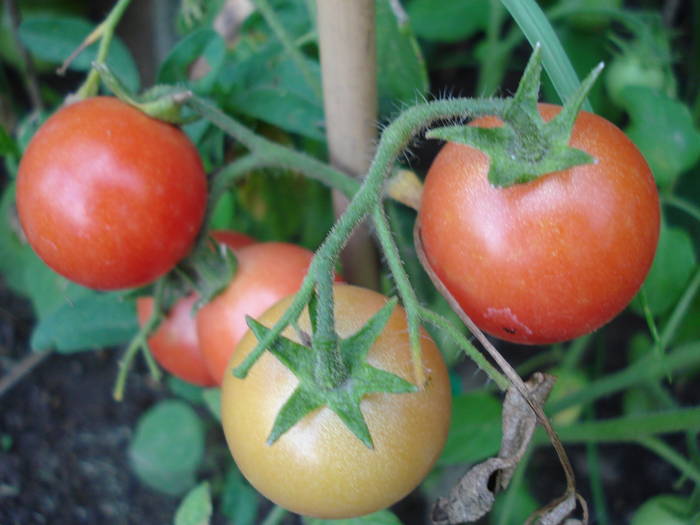 Tomato Gartenperle (2009, July 10)