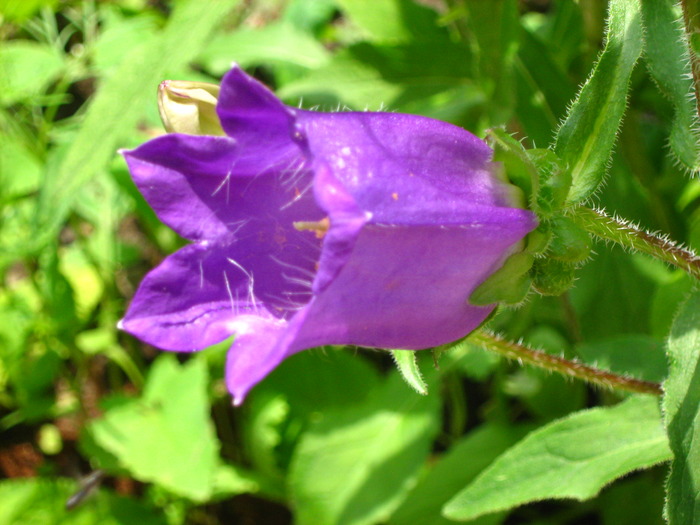 clopotel - in gradina