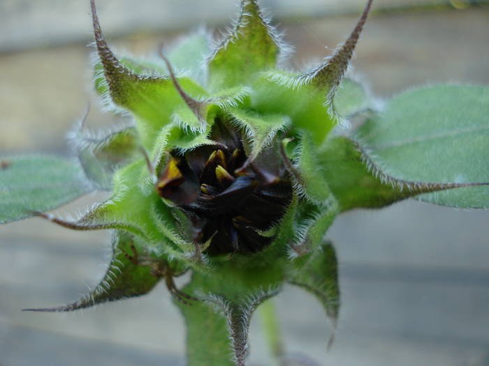 Sunflower Moulin Rouge (2009, Aug.11)