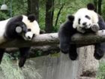 panda - animale feroce