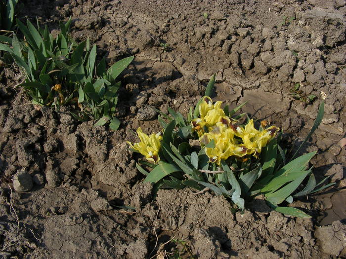 Irisi galbeni - Aprilie 2009