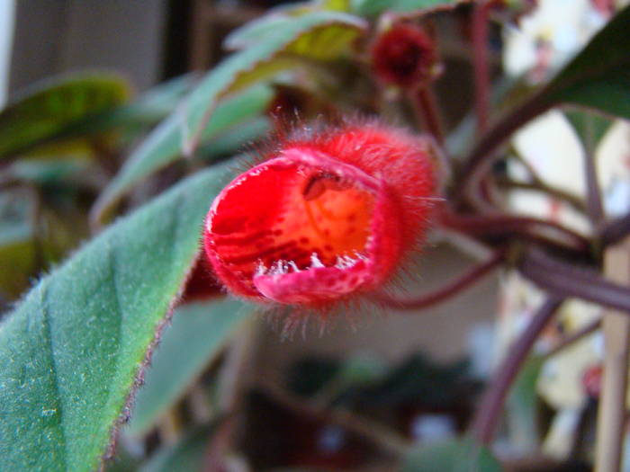 DSC07448 - Kohleria Eriantha 2009