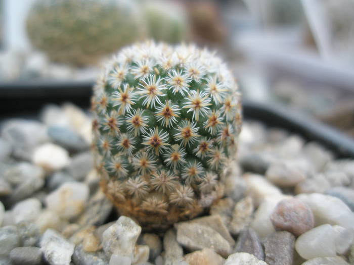 P6010127 - plantele lui George Nitu