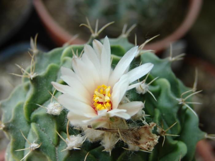 Obregonia denegrii - Cactusi la Mangalia