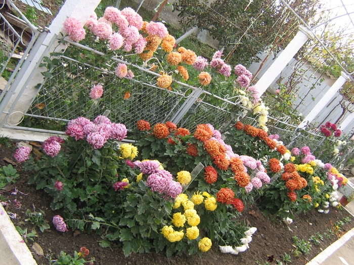 14noiembrie 016 - flori de gradina 2009