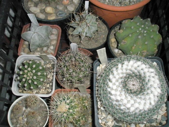 Astro, Echinopsis, Mamm - cactusi la iernat 2008-2009