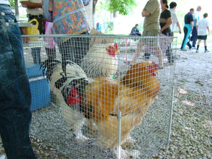 DSC00639
