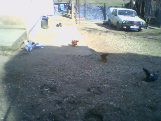 poza0037 - Roller de colectie