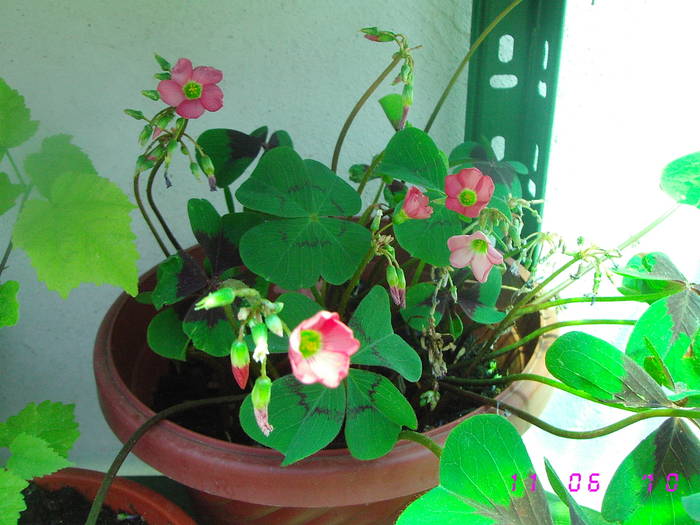 Oxalis - Flori de camera 2009