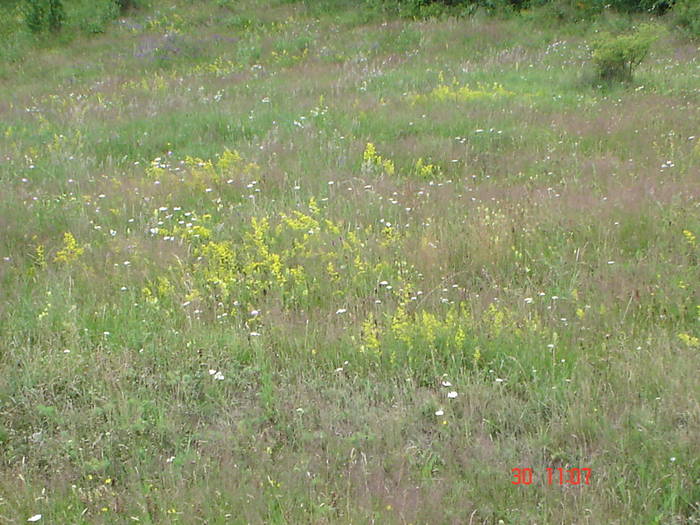 DSC05984 - ALBINUTZELE MELE